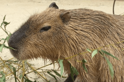 A Capybara Shot